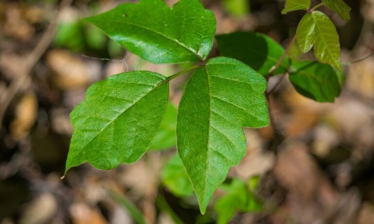 Poison Ivy